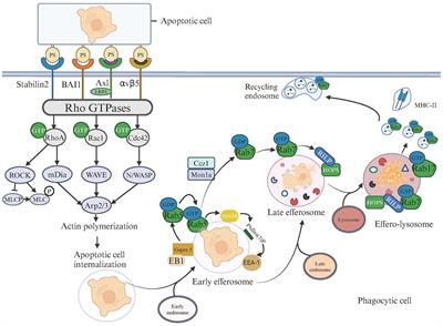 Efferocytosis in dendritic cells: an overlooked immunoregulatory process